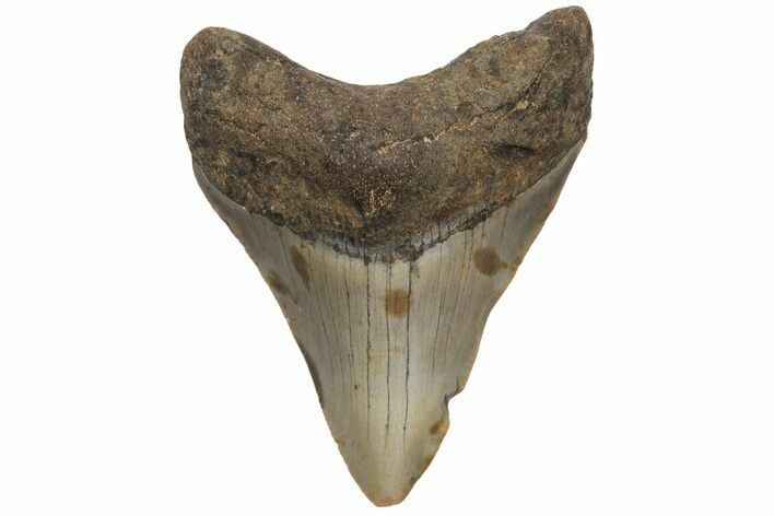 Juvenile Megalodon Tooth - North Carolina #210145